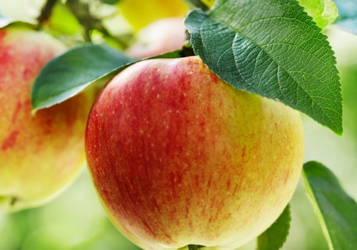 https://shp.aradbranding.com/خرید و قیمت میوه سیب گالا + فروش صادراتی